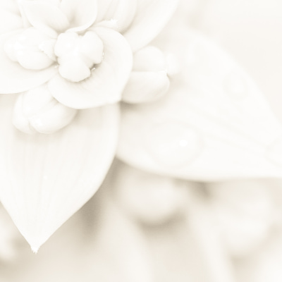Diseño sin título (25) (1) 6 hermosas ideas para incluir el Azul en tu boda.